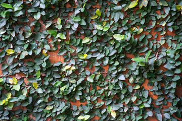 Background image. Vine leaves that cling to the wooden wall.