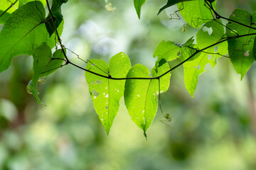 Background image of hanging vine leaves The background is blurry.