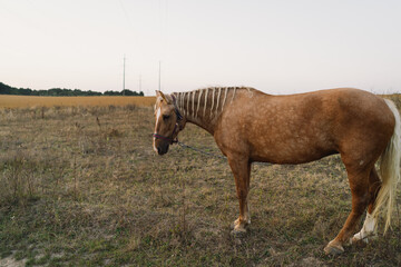A beautiful brown horse with a braided mane is grazing in a field. Yellow and green background