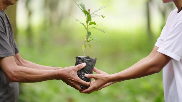 giving seedling tree to save the environment for conservation and reforestation