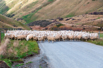 Photograph of a mob of sheep being herded along a road in a valley to a new pasture near Lake Moke...