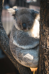 koala in a tree