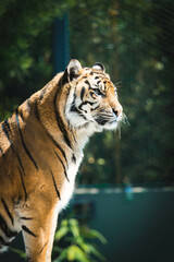tiger in the zoo