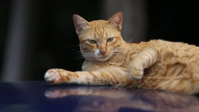 ginger cat lying on the floor, shallow depth of field. footage