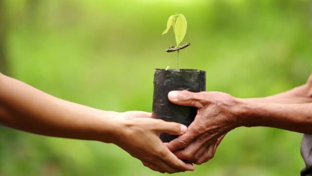 A person giving a tree seedling to carbon offset for sustainable future, green gift