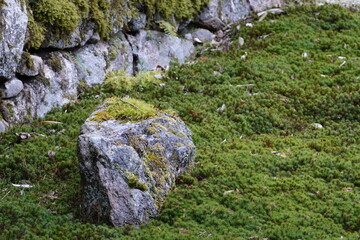 日本庭園の苔庭と庭石