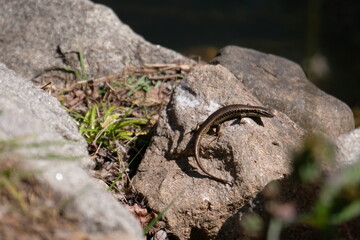 lizard on the stone