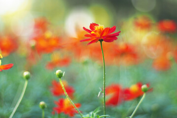 orange cosmos flowers on the defocused background