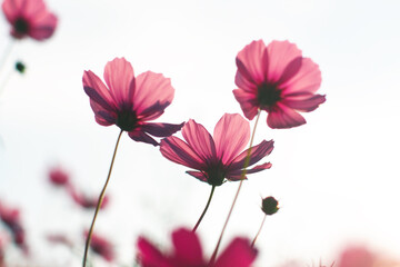 Low angle view of isolated pink cosmos flowers against blue sky, Thailand