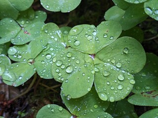 Drops of water on clover-like leaves, most likely belonging to woodsorrels (Genus Oxalis).