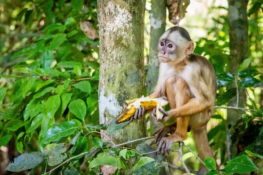 Cute close-up amazon capuchin monkey eating banana in the jungle