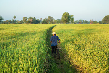 Fototapeta na wymiar Back view, elderly Asian farmer with old bicycle looking at yellow paddy field in rural lifestyle, Thailand