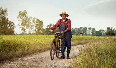 Elderly Asian farmer with old bicycle walking on rural road. Between the green rice fields in...