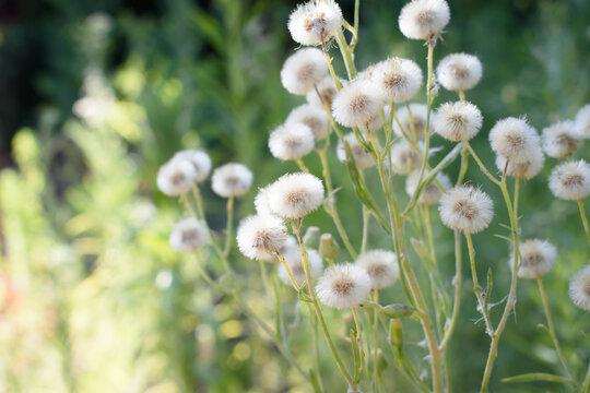 Delicate puffy white wildflowers, weeds, dandelions