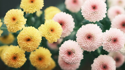 ピンクと黄色の菊の花、上から撮影