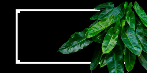 Philodendron Burle Marx the elegance in green plant with white frame on black background