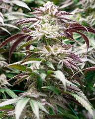 Cannabis Flowers