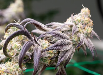 Cannabis Flowers