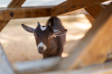 baby brown black goat standing hiding under wooden table because of fear in animal farm or zoo on...
