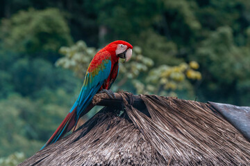 Guacamayo aliverde - Ara chloropterus © W. Otero Fotografía