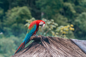 Guacamayo aliverde - Ara chloropterus © W. Otero Fotografía