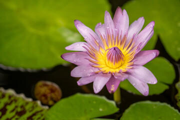 pink lotus flower
