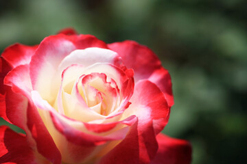 バラの花（Double Delight）