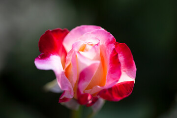 黒背景が美しいのバラの花（Double Delight）