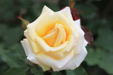 水滴が美しい黄色のバラの花（北斗）