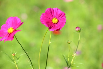 秋の光をあびて咲くコスモスの花