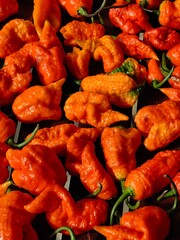 Peppers carolina reaper hybrid