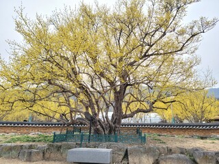 a very large forsythia tree