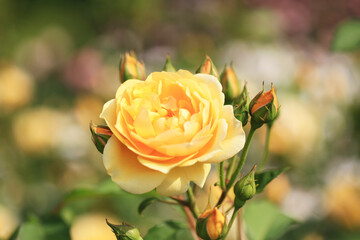背景が美しい黄色のバラ（Graham Thomas）