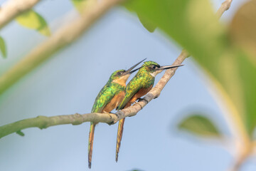 Jacamar - Galbula ruficauda © W. Otero Fotografía