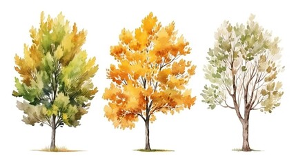 Tree watercolor style. elements drawing for architecture and landscape design
