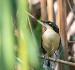 Donacpbius atricapilla - Cucarachero de pantano