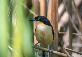 Donacpbius atricapilla - Cucarachero de pantano