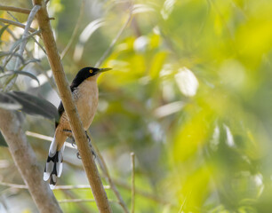 Donacpbius atricapilla - Cucarachero de pantano