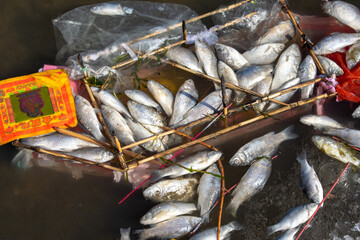 Dead fish floating in the polluted Hai river (Haihe) in Tianjin, China