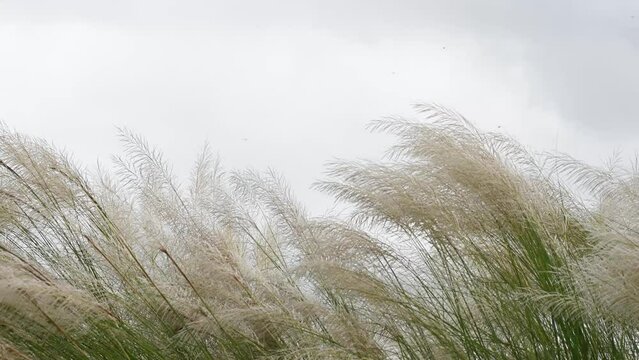 Close-up Shot Beautiful view, Autumn Icon White Kashful (Saccharum spontaneum) flower swaying in the wind in the field.