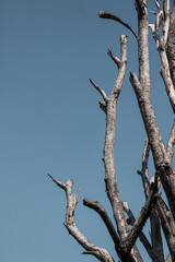 a dry tree with no leaves, against a blue sky background