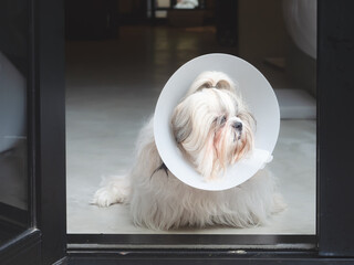 Sick shih tzu dog wearing vet plastic Elizabethan collar with sad