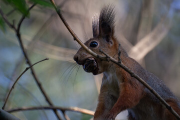 squirrel on a branch