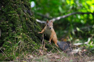 red squirrel in the forest