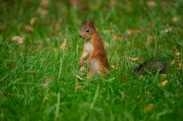 Naklejka na ściany i meble red squirrel in the grass