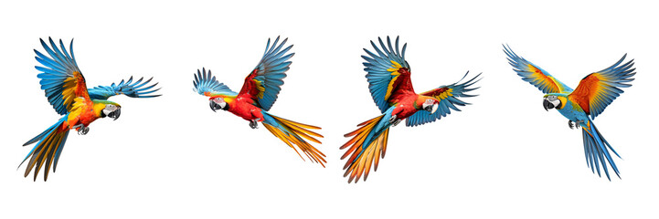 Set of Macaw Parrot Flying Isolated on transparent or white Background