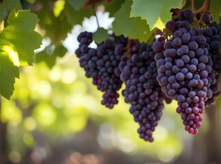 Fototapeta premium grapes on vine