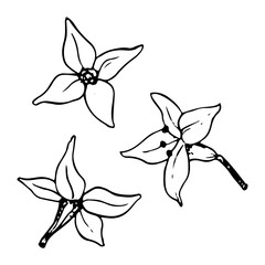 Vector tiny flowers of sea buckthorn with four petals floral illustration. Black and white graphic plant drawing in simple minimalist style for medical plants, herbs and organic products design