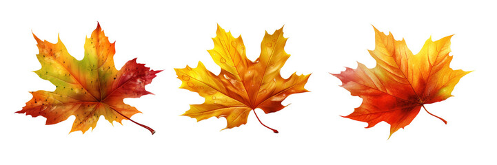 Set of small Autumn leave clipart vector on transparent or white background