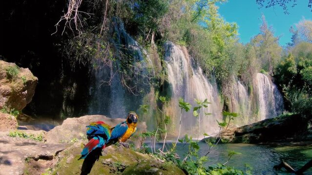 Two red and blue parrots in the beautiful forest with waterfalls 